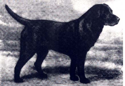 Banchory Bolo - AKC Champion all of our dogs have his lineage