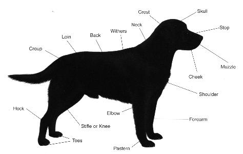 parts of the labrador retriever AKC Labrador