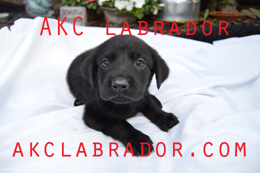 AKC Labrador Puppy of North Texas