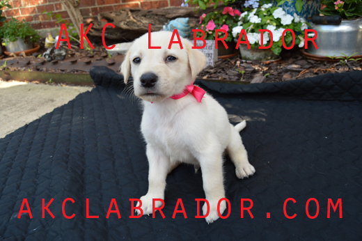 AKC Labradors