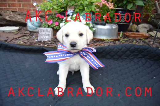 AKC Labradors are at akclabradors.com 