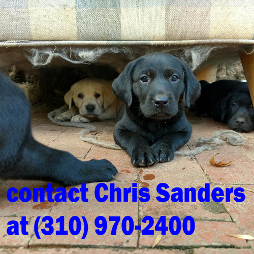 AKC Labradors in Santa Monica California contact Chris at (310) 970-2400